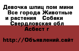 Девочка шпиц пом мини - Все города Животные и растения » Собаки   . Свердловская обл.,Асбест г.